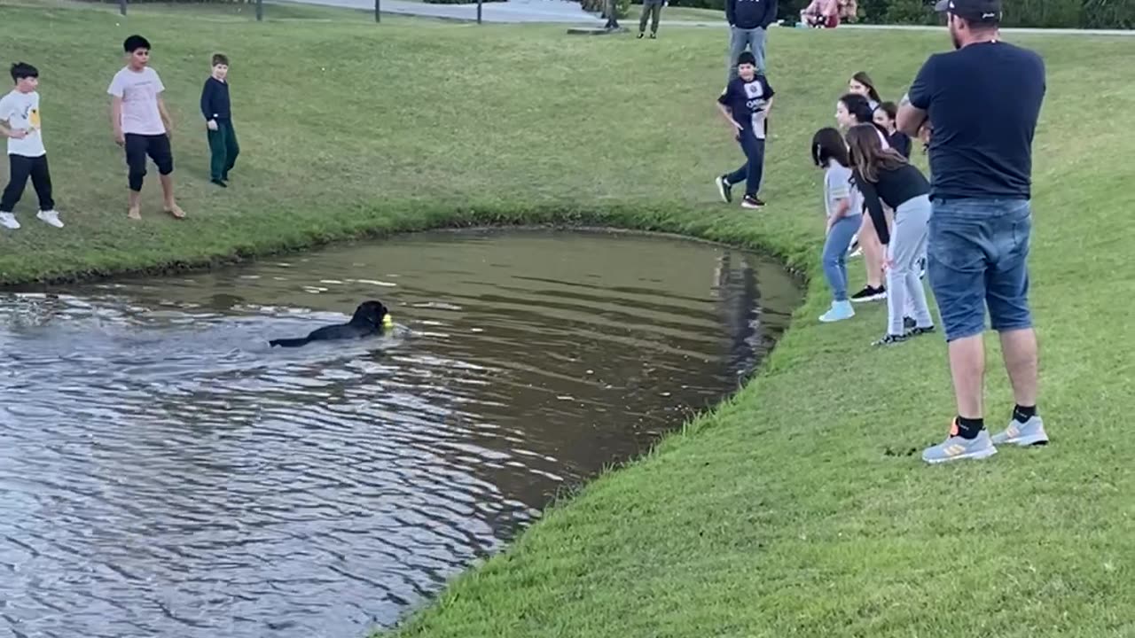 Dog Plays Keep-Away at the Park