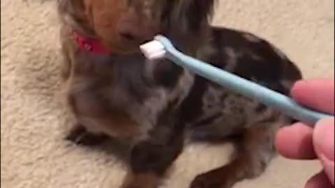 adorable puppy gets teeth brushed 👉👈 #shorts