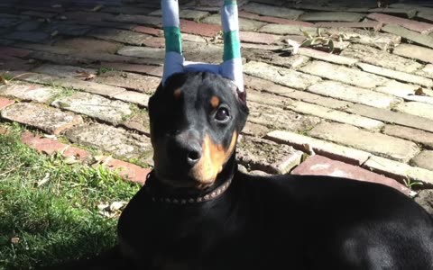 ALL ABOUT LIVING WITH DOBERMAN PINSCHERS