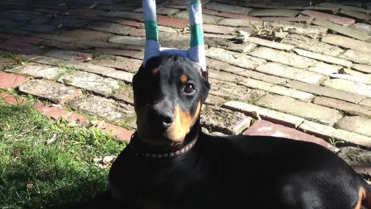 ALL ABOUT LIVING WITH DOBERMAN PINSCHERS