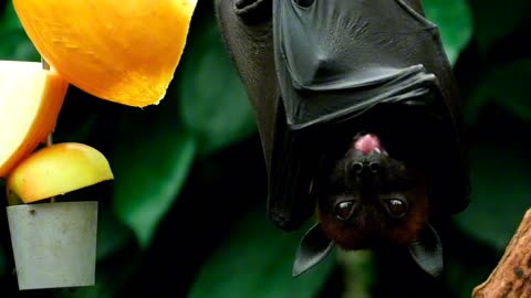 Bat resting in a Tree