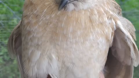 How to sex Pharaoh Coturnix Quail