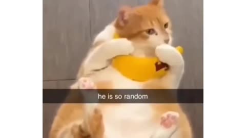 Cats are so random!