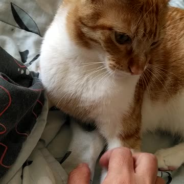 My cat is almost eating my hand