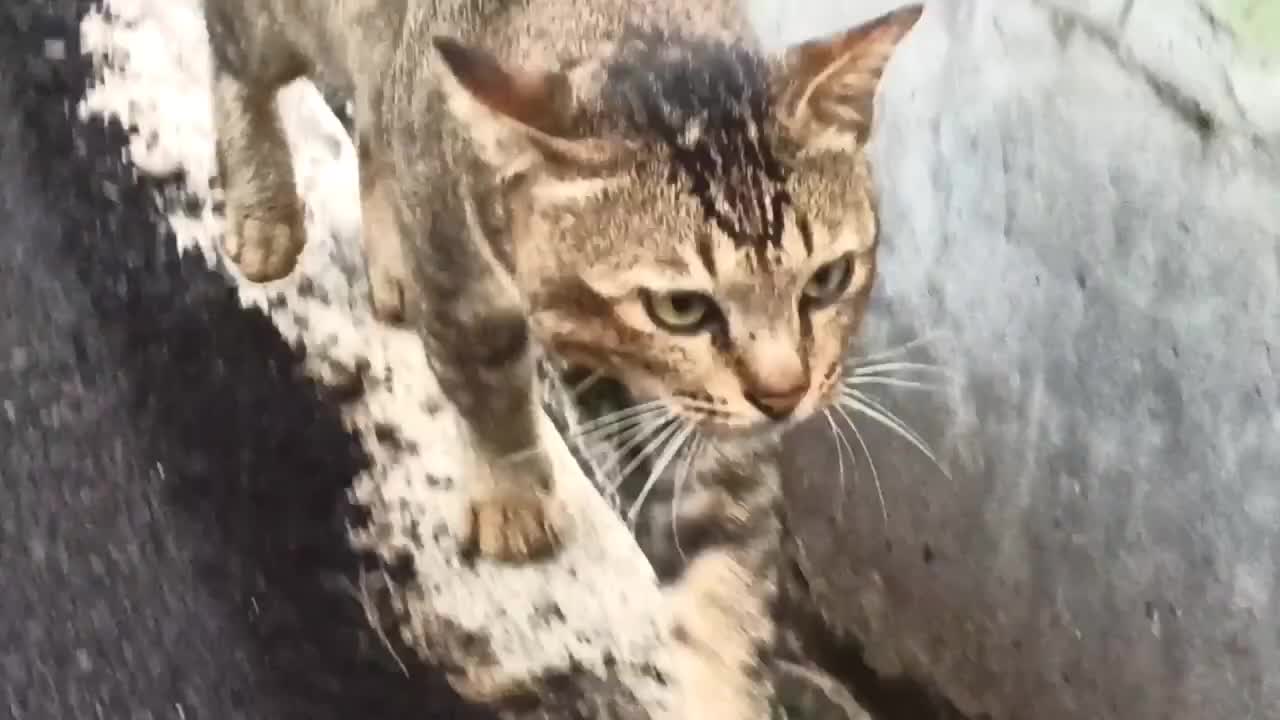 Meongnya Kucing yg Menggemaskan