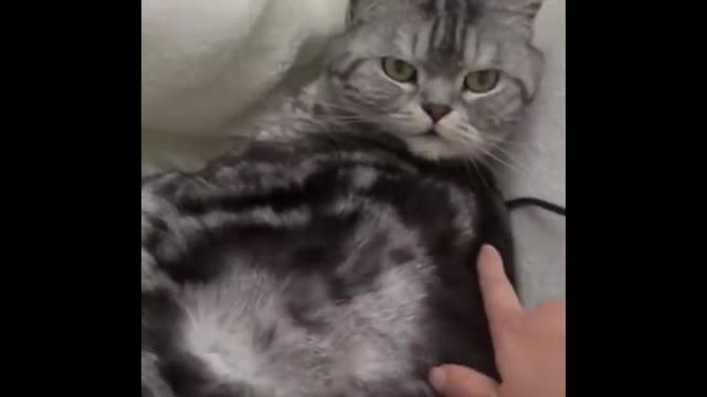 If You Laugh 2 Times, You Replay This Funniest Cat Video - Cute Cat Compilation