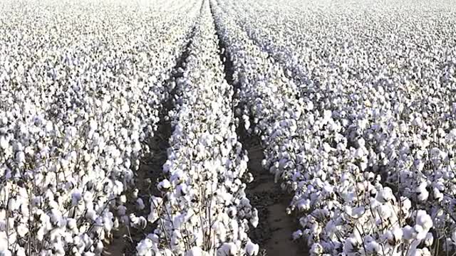 The white cotton is very beautiful