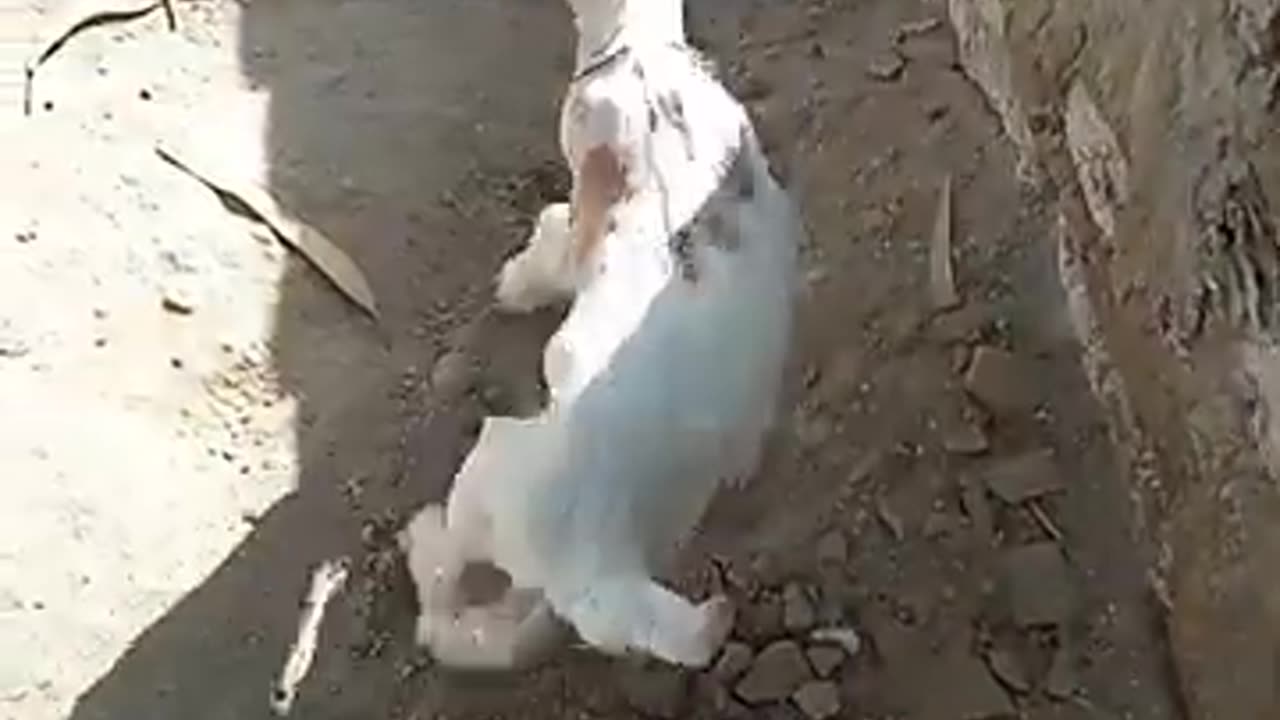 cutest goat baby playing