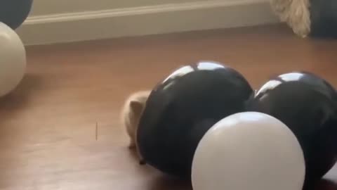 Cute Cat Falling Over Laughing