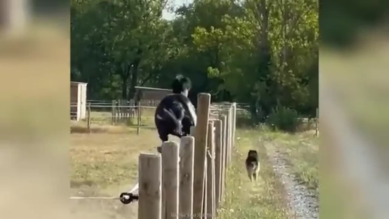 Funny ANIMALS videos😊Funniest CATS😹 and DOGS🐶 2024