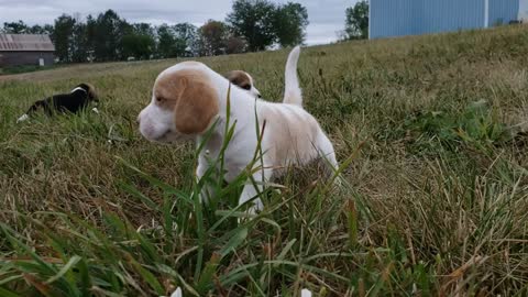 Holly 5wks