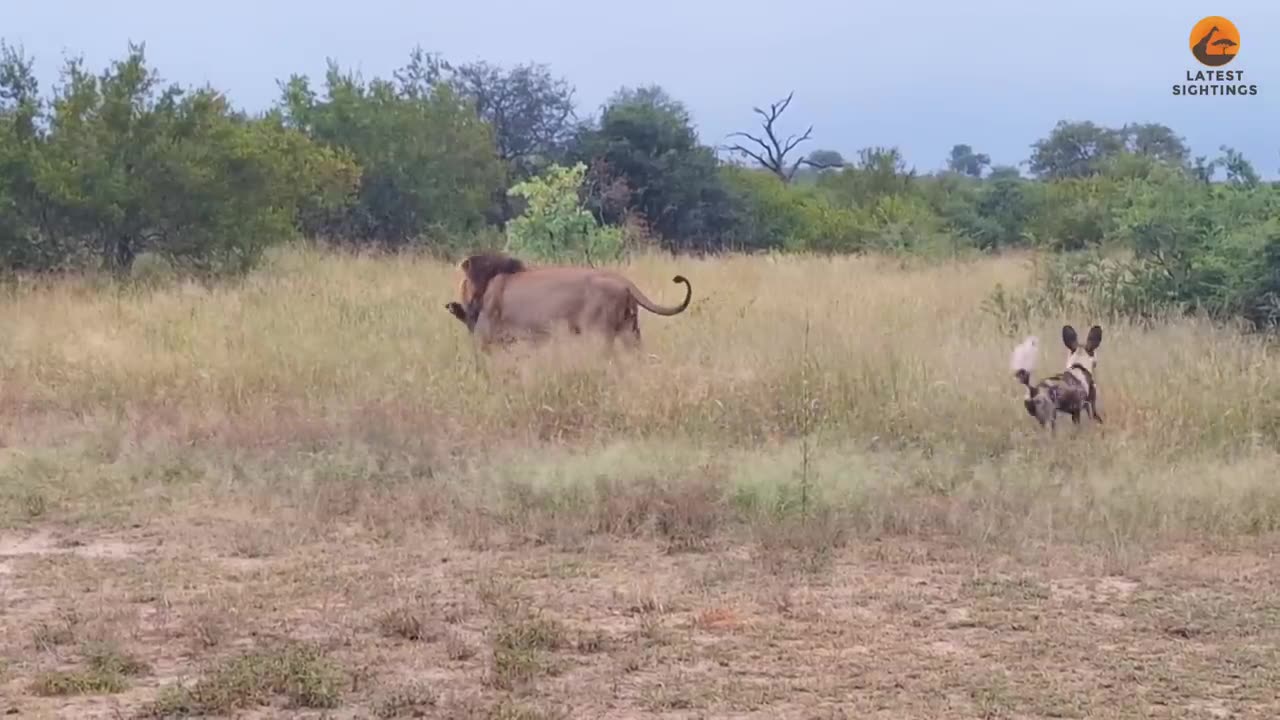 Wild Dogs Want to Save Brother From Lion