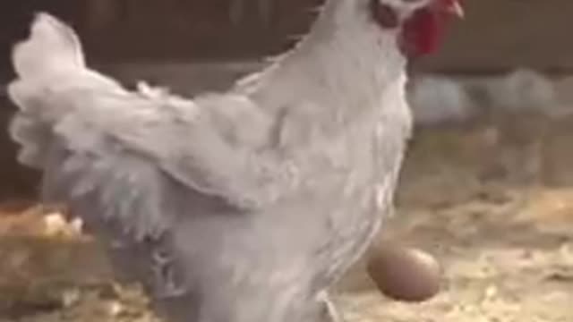 Most Funny chicken playing football with egg