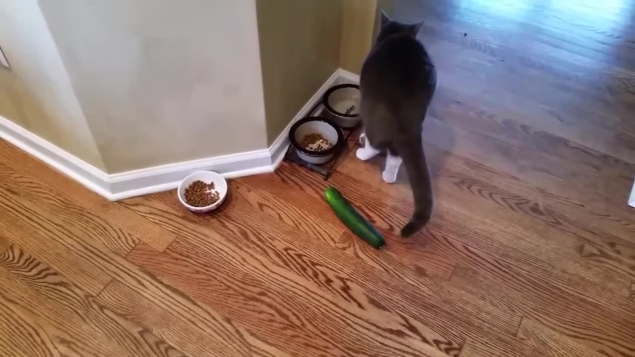 Cat got a jump scare because of a cucumber