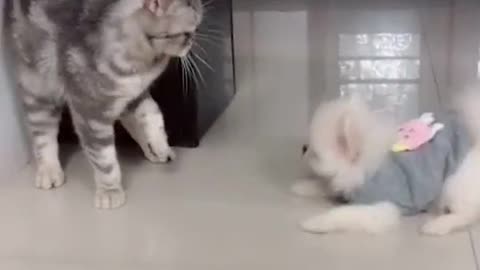 Cute dog and Cute Cat Romancing