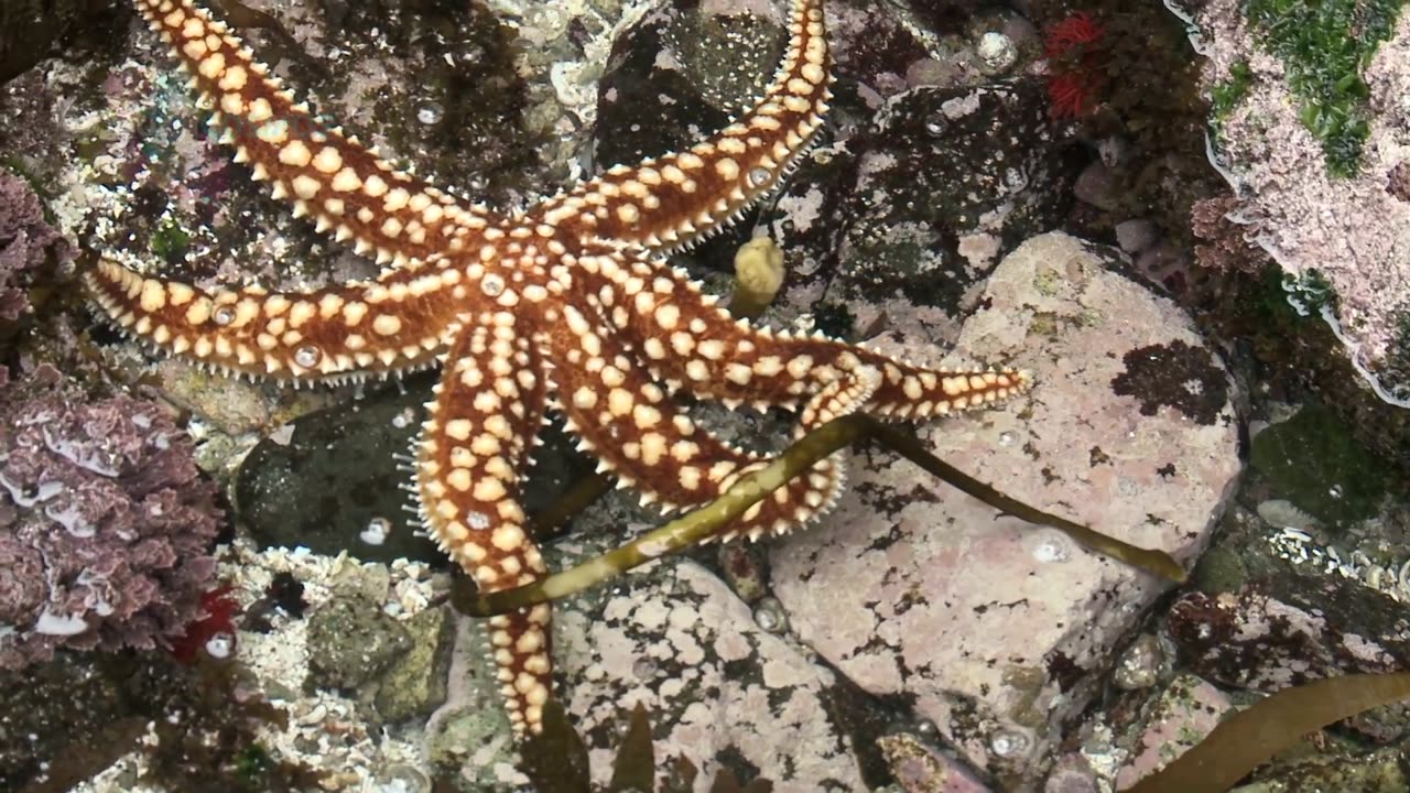 2018: ESPAÑA: DOCUMENTAL: AGUA DE MAR: MISTERIO Y SANACIÓN (1080p_1h-14m)