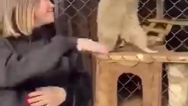Raccoon dances with a girl