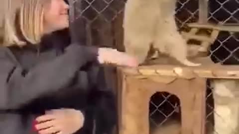 Raccoon dances with a girl
