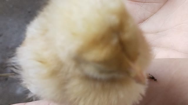 Baby Chicken Near Me - baby chicken animals - Animal Lovers