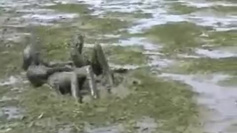 Mud play girls 