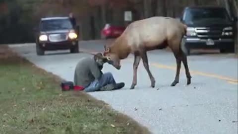 Creatures have uncommon approach to say "I LOVE YOU" to Human