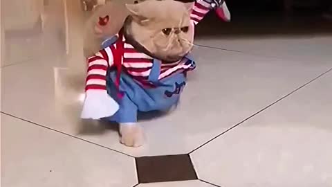 A cute little dog