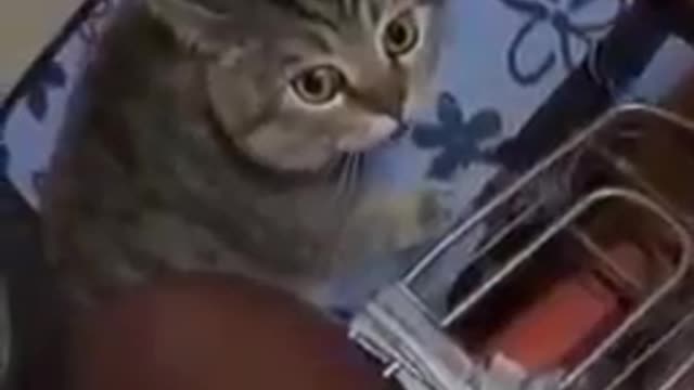 When the cat talks