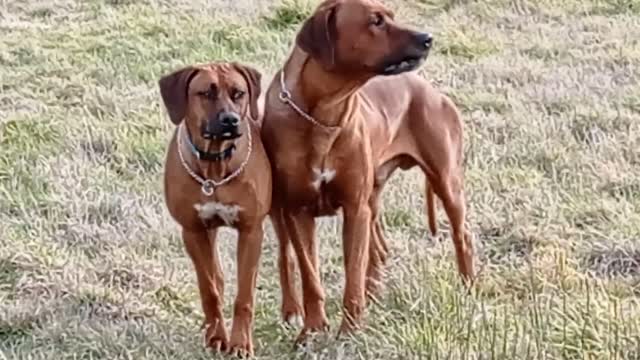 Rhodesian Ridgebacks Waiting To Run!