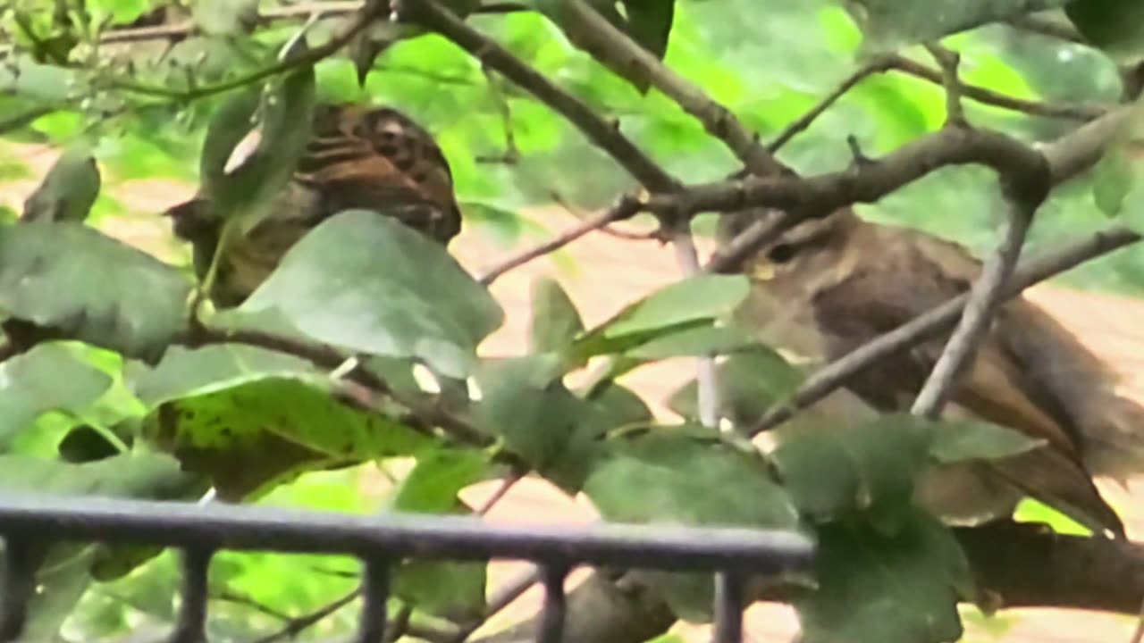 House Sparrow Feeding It's Baby