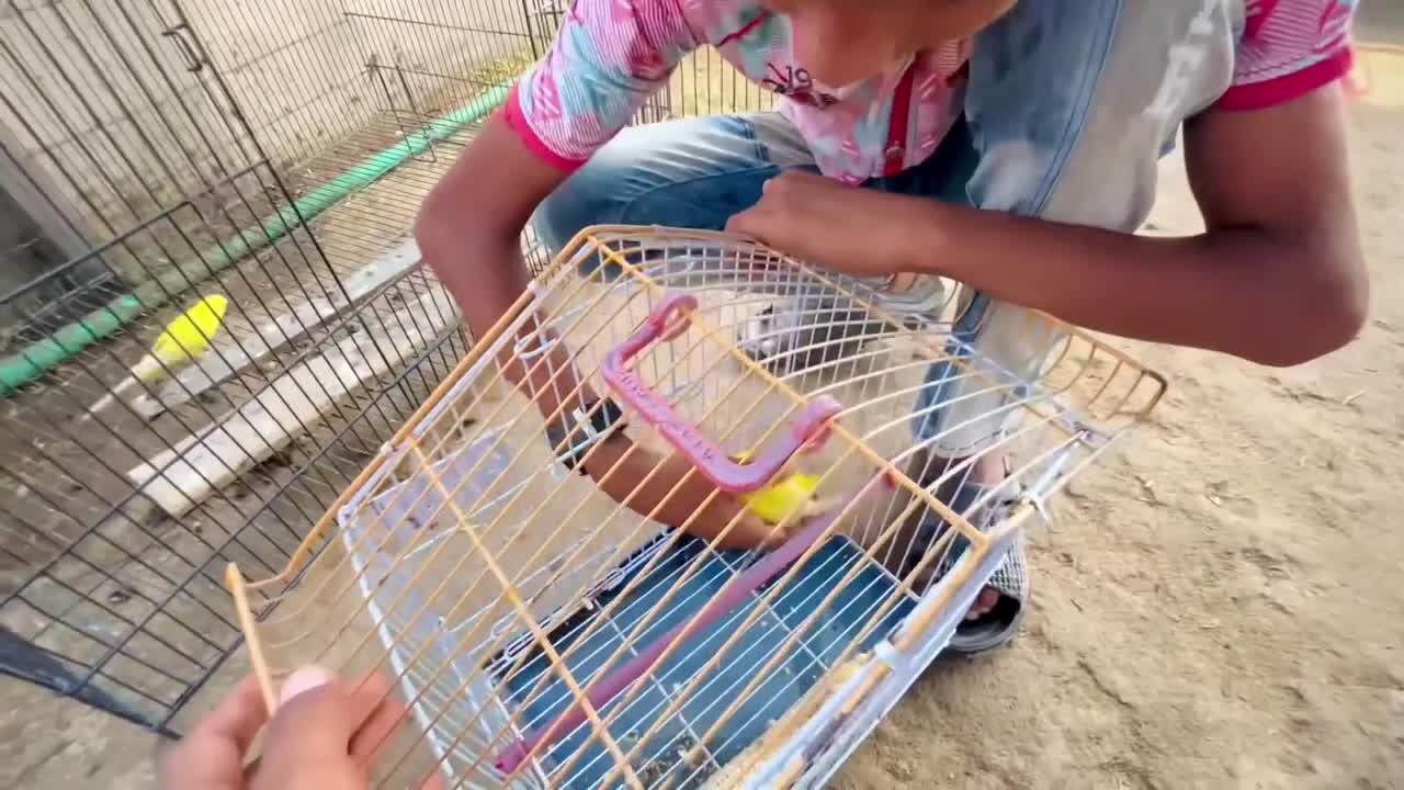 New Parrot Aa Gaya _p6