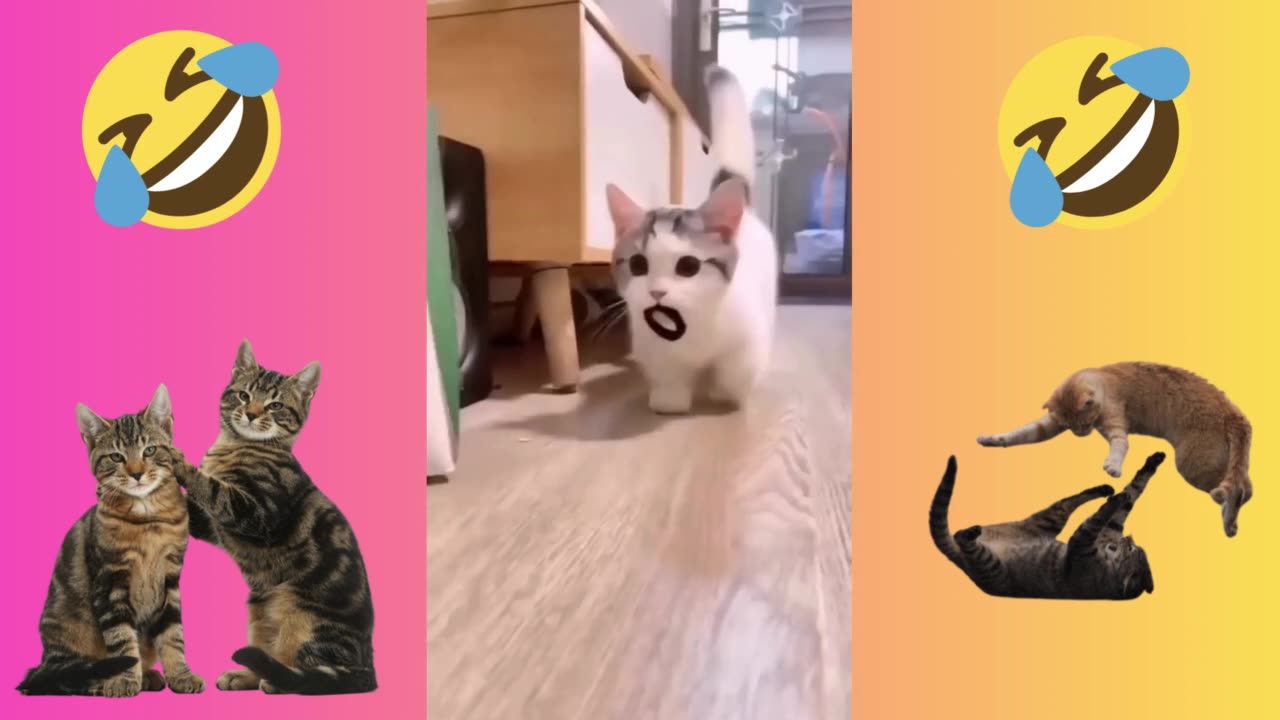 Funniest cats🐱In The World😂 Funny