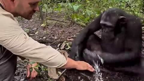 Chimpanzee cleans man hand's viral video