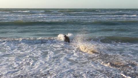 The dog entered the sea, see what happened؟؟