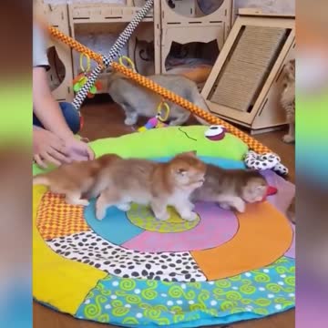 Niño se emociona al conocer a los bebés de su gatita