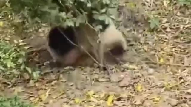 Panda In Angry Mood 😂#panda #lovely #animal #funny #fb #comedy #fun#future #forest