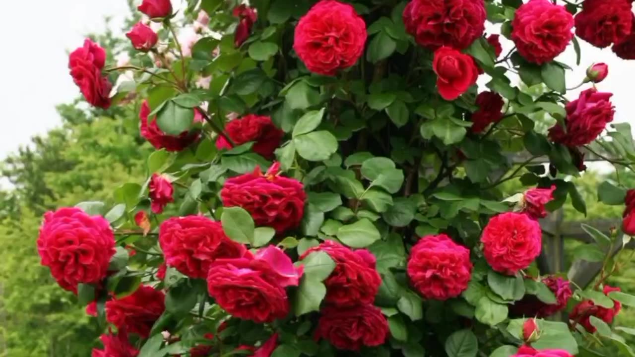 Viral nature video