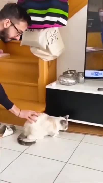 Funny animals compilation