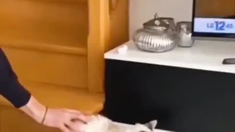 Funny animals compilation