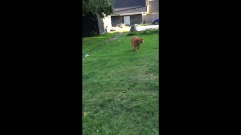 Eurasier dog catching her own tale