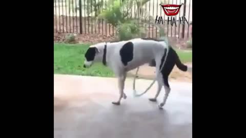 how funny Dog dancing