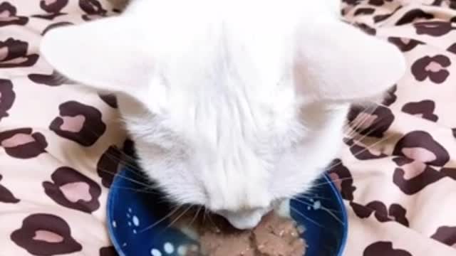 White Cat Eating Feed