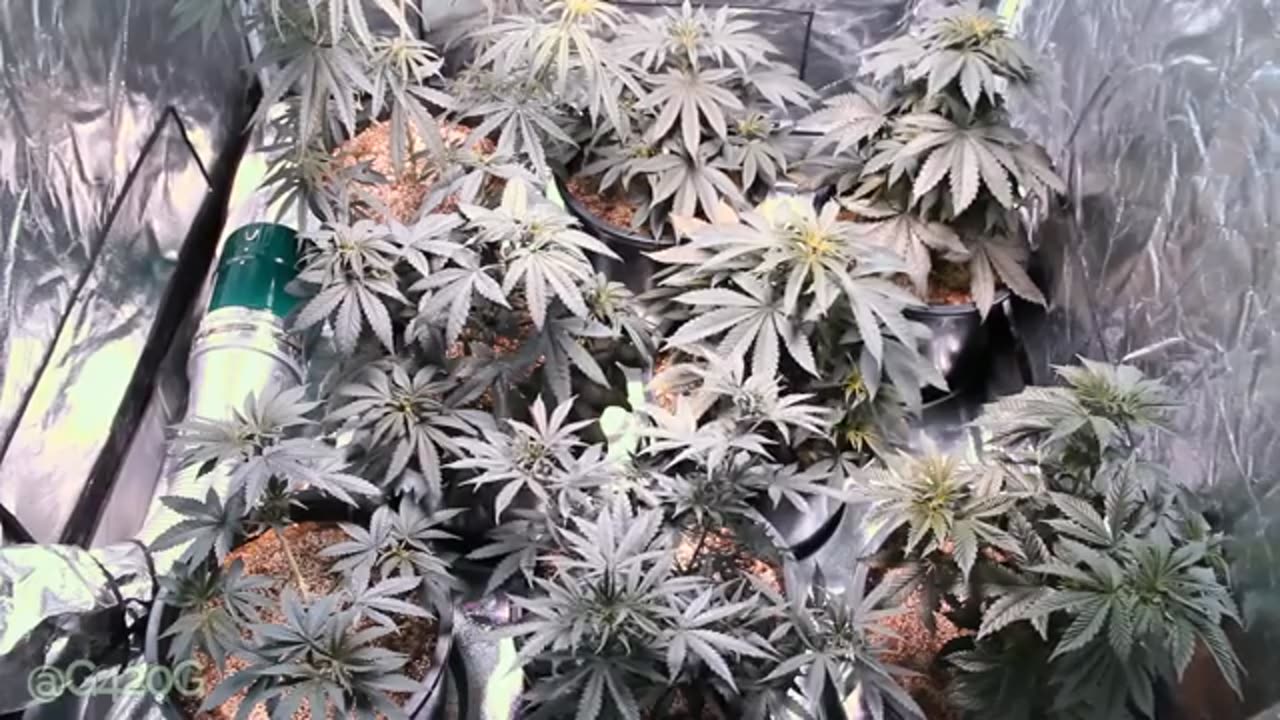 How to: Mainline your Marijuana Plant