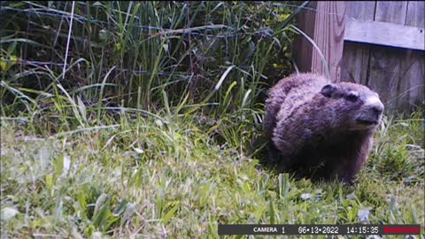 Backyard Trail Cam - Groundhog Passing Through Fence