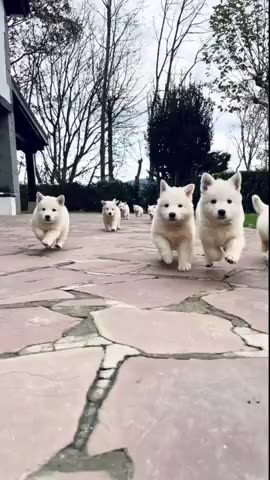 THE WEIGHT OF GUILT - DAILY DEVOTIONAL ❤️