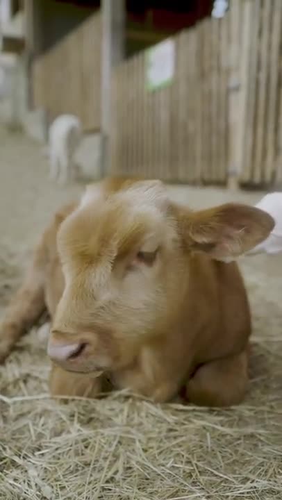Person Petting a Calf on a Farm