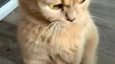Angry Cat