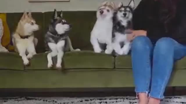 Dogs gets jealous when mommy gives toys to dogs 💥💥💥💥