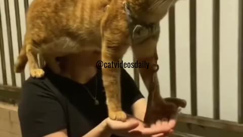 Funny Cat Moments