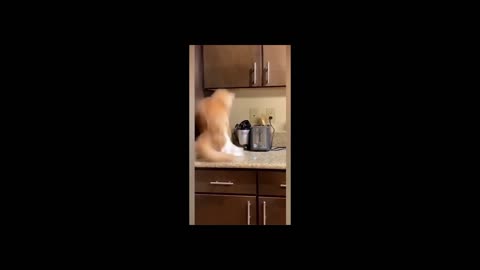 🤣 Funniest Cat Ever 😹