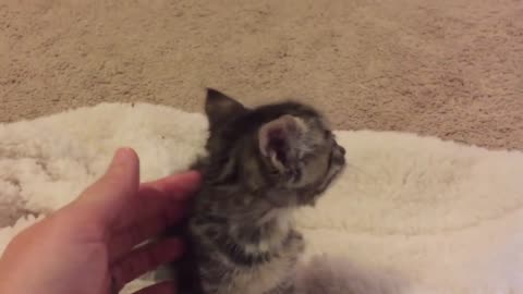 I chat with a 3 week old kitten